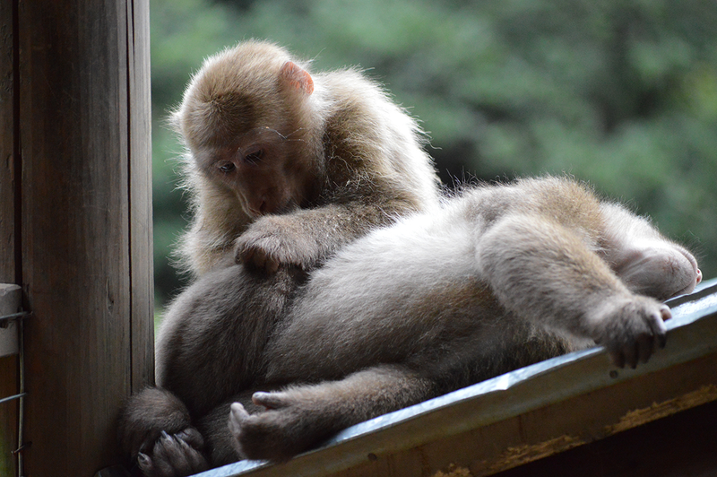 Wild juvenile Tibetan macaques.